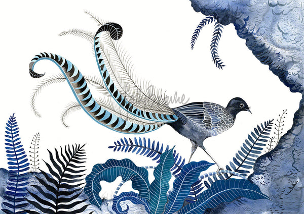 Indigo Lyrebird, Limited Edition Signed Fine Art Print